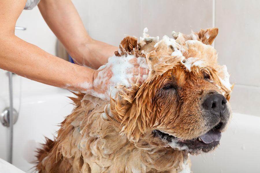 How often should a dog be professionally groomed? - Twin Peaks Veterinary Center